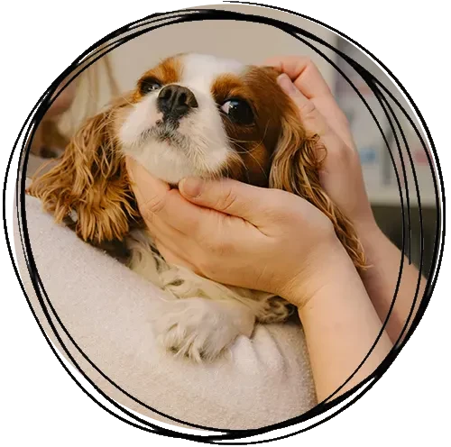 Hund wird liebevoll von einer Person gehalten – Heimtierkringel