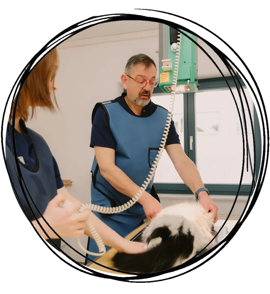 Tierärzte führen eine Röntgenuntersuchung bei einer Katze durch