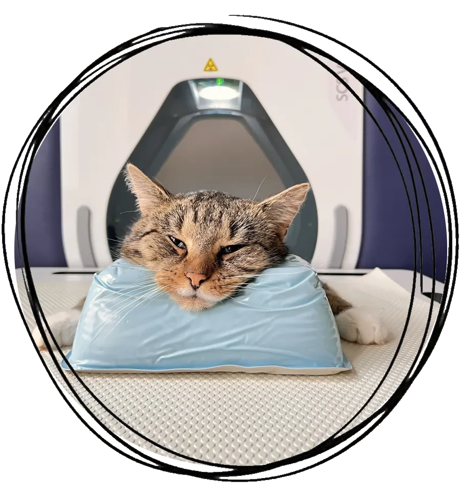 Katze bei einer CT-Untersuchung in der Tiermedizin