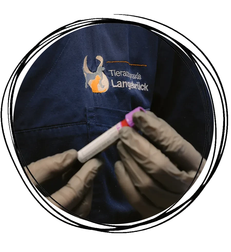 Laboruntersuchung in der Tierarztpraxis Langerück – Nahaufnahme einer Blutprobe