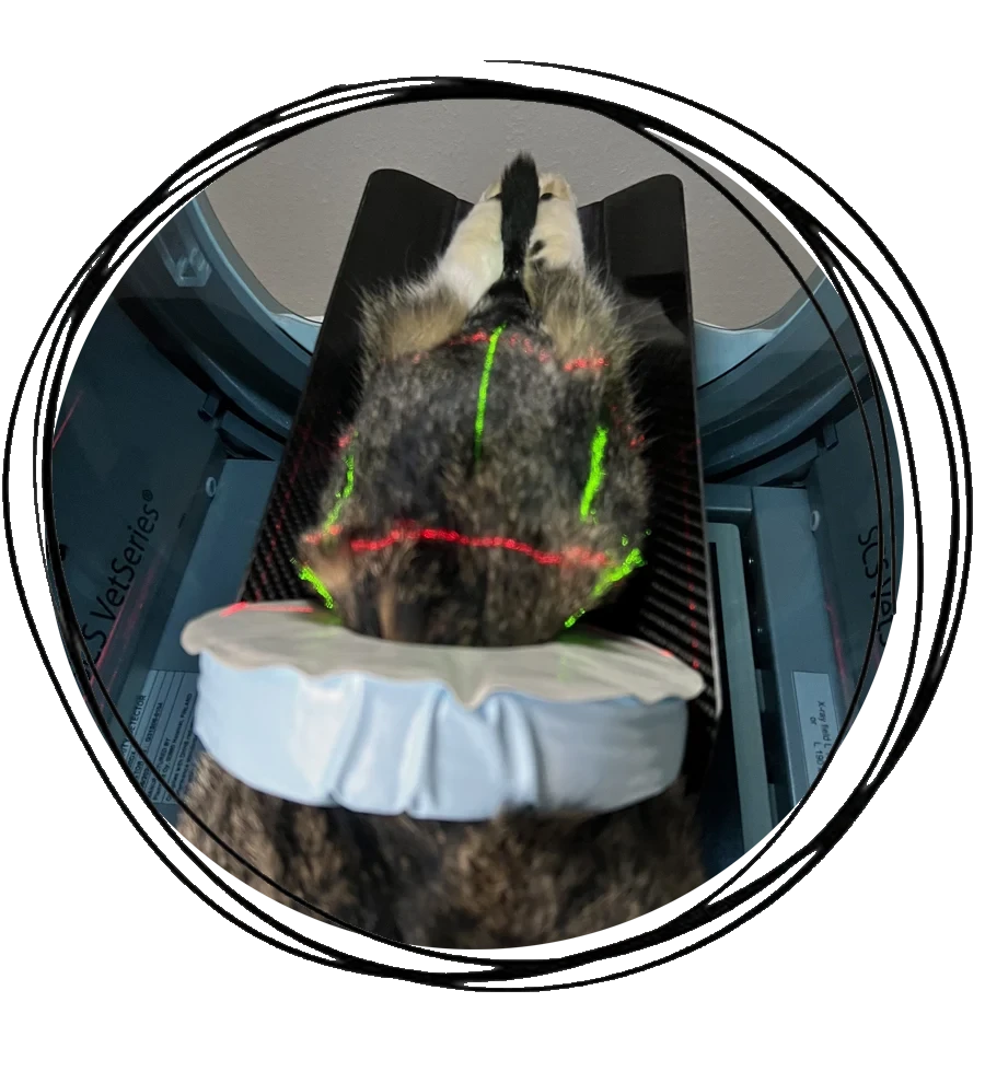 Zahnrund-CT einer Katze mit Positionierungshilfen und Lasermarkierungen