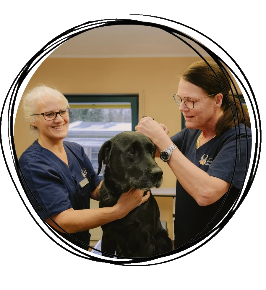 Tierärztliche HNO-Untersuchung bei einem Hund in einer Praxis