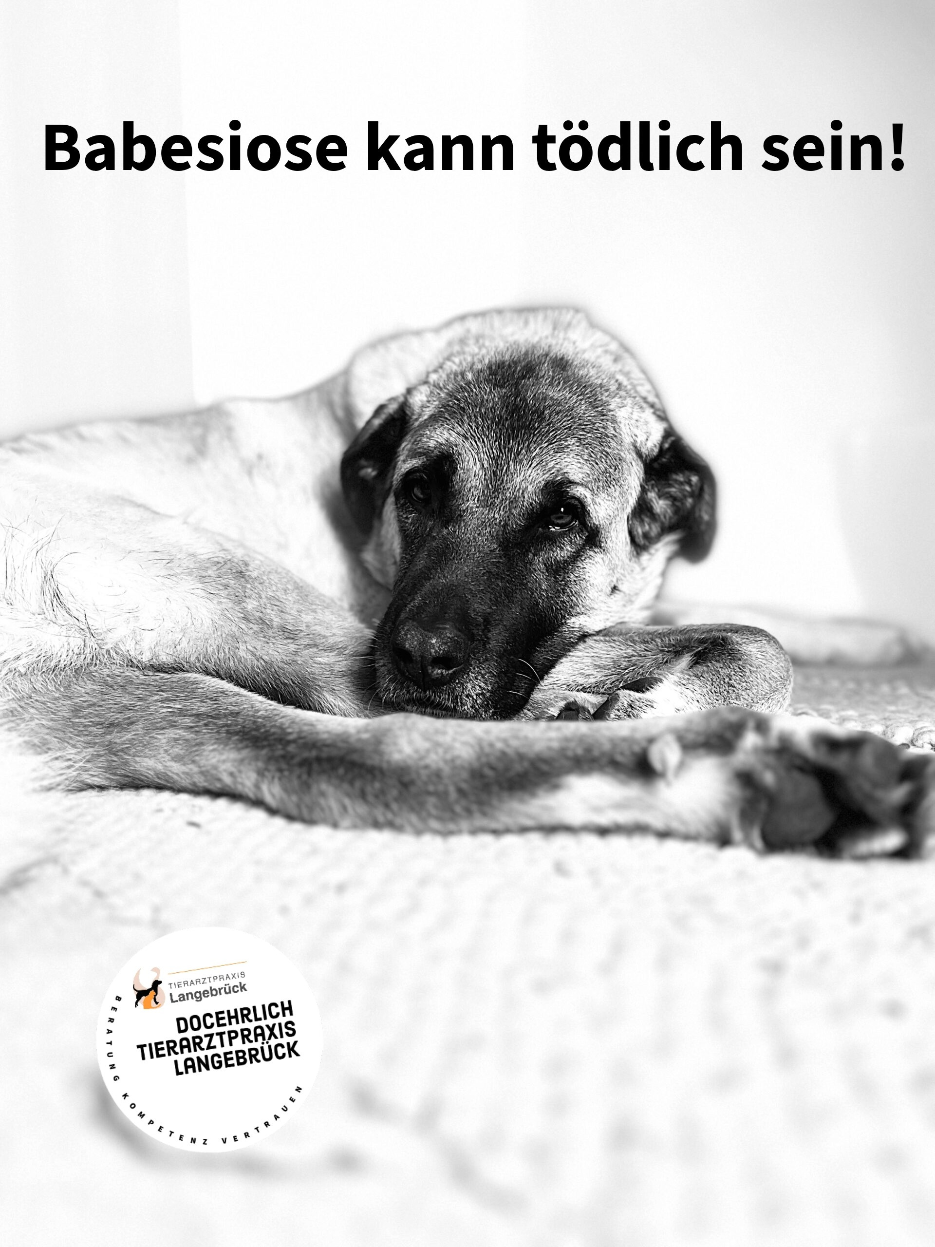 Hund mit Babesiose liegt geschwcht auf einer Decke, Hinweis auf die Gefhrlichkeit der Babesiose