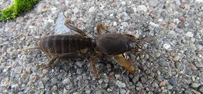 Maulwurfsgrille (Gryllotalpa gryllotalpa) auf Kiesboden in Nahaufnahme