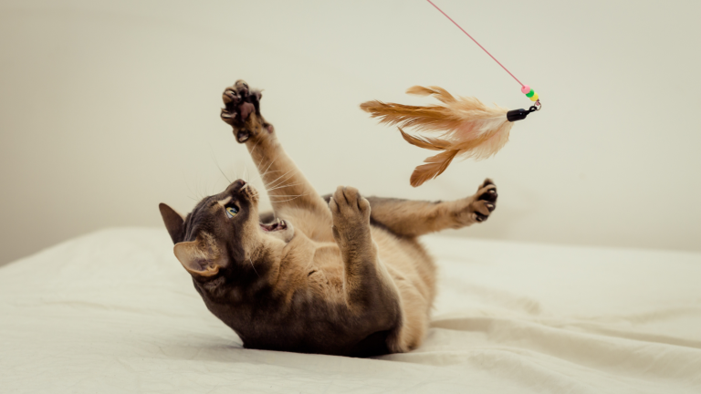 Verspielte Katze spielt mit einem Feder-Spielzeug auf einem Blog-Bild