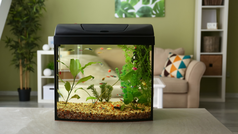 Aquarium mit verschiedenen bunten Fischen als Motiv für einen Blog über Fische