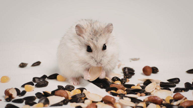 Hamster frisst Körner auf weißem Hintergrund – Blog-Hamster