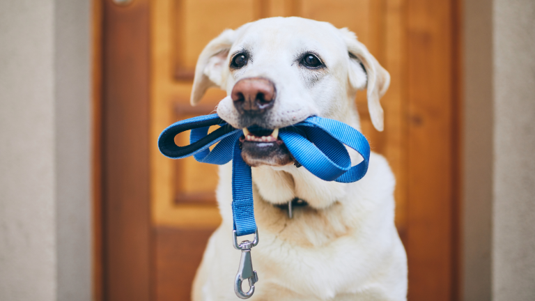 Blog Hund: Labrador mit blauer Leine im Maul vor Holztür