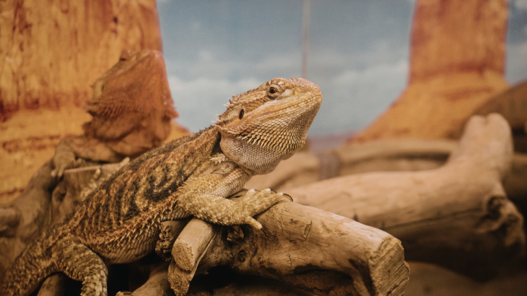 Bartagame als Beispiel fr Reptilien im Blog-Beitrag