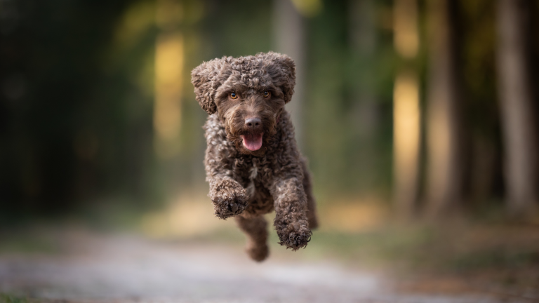 Lagotto Romagnolo beim Laufen im Wald – charakteristischer Wasserhund Lagotto Romagnolo Hund läuft im Wald, Nahaufnahme