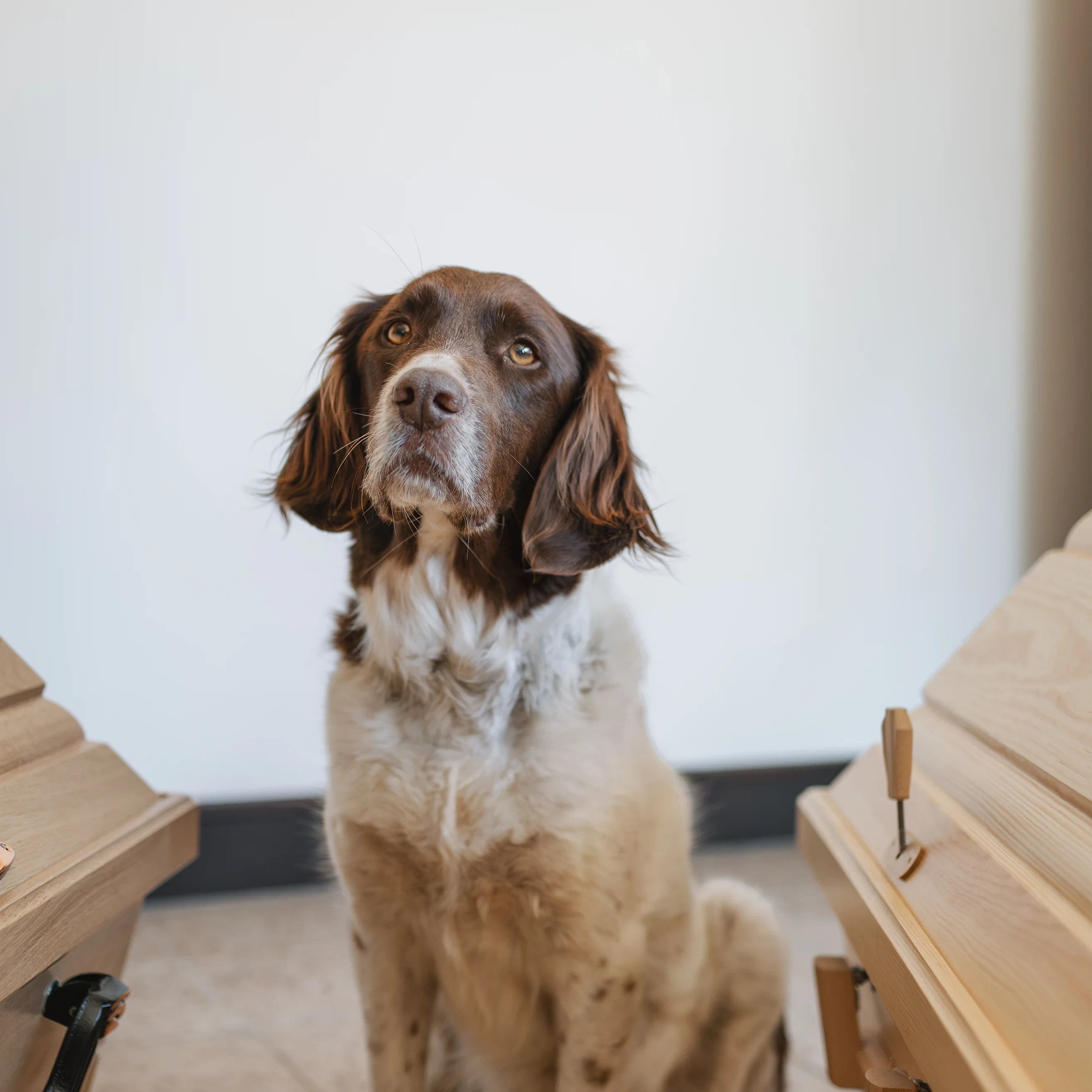 Hund zwischen zwei Särgen – bild-ole-neu