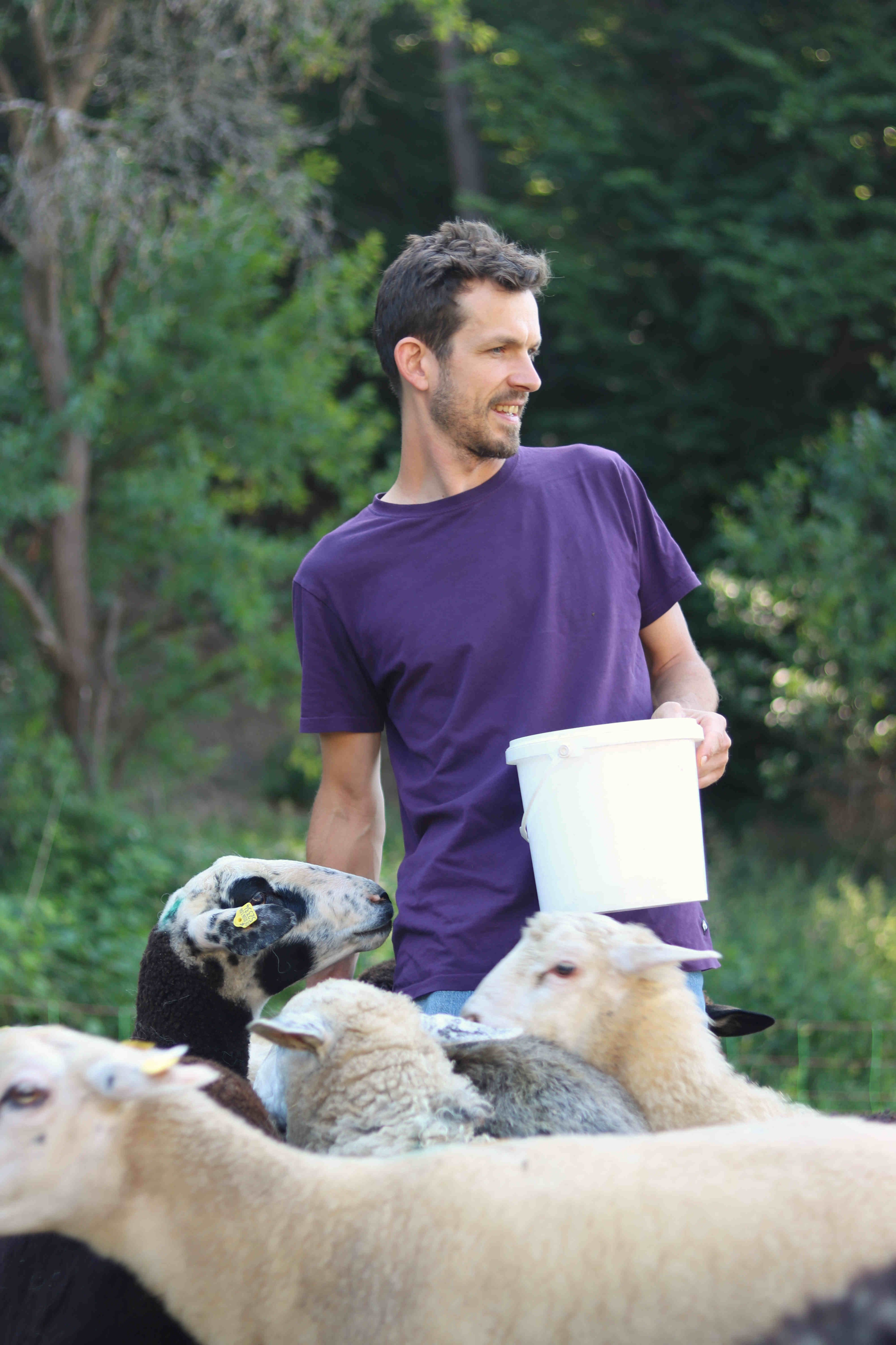 Person füttert Schafe mit einem Eimer auf einer Weide