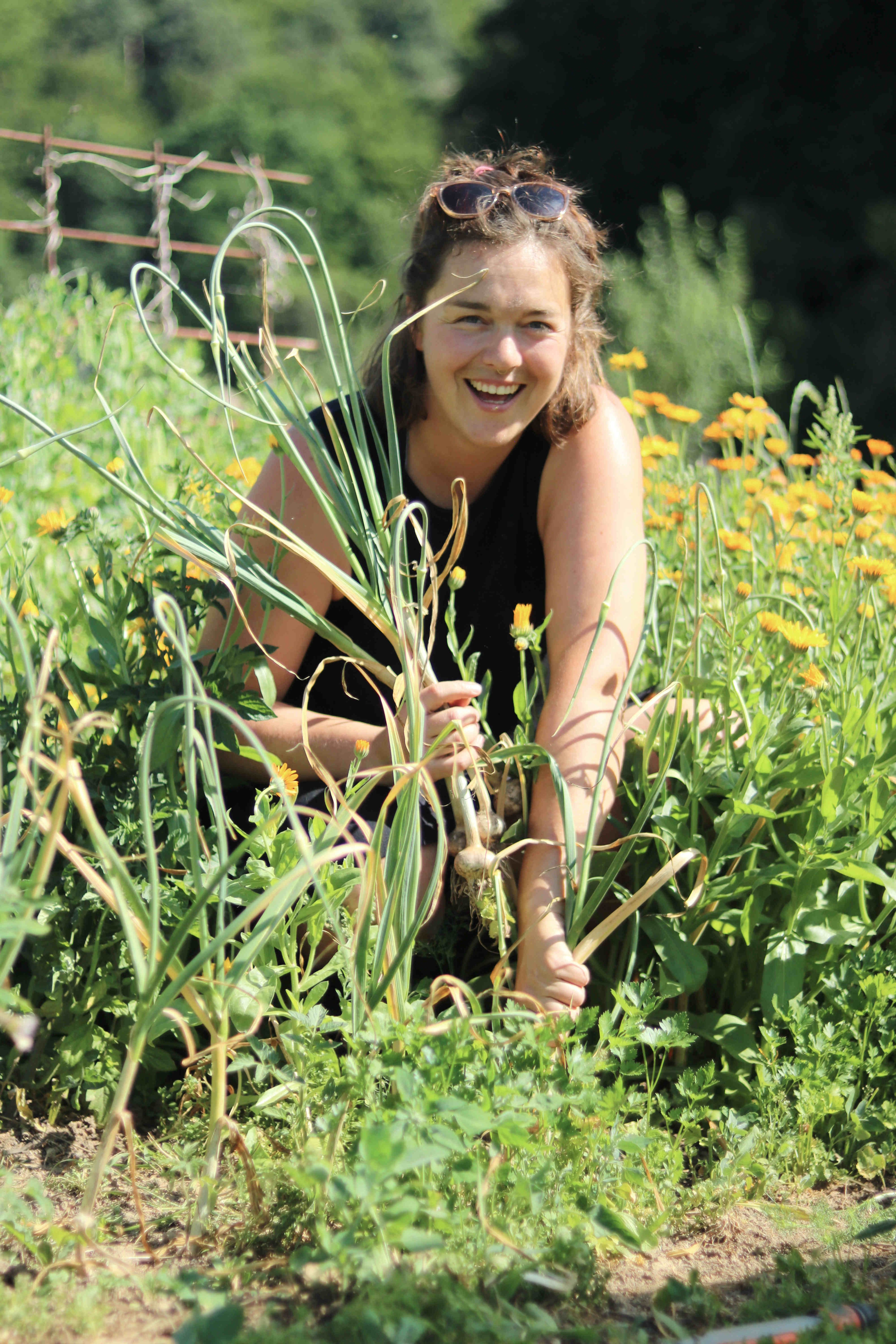 Person erntet frischen Knoblauch im Garten zwischen Blumen und Kräutern
