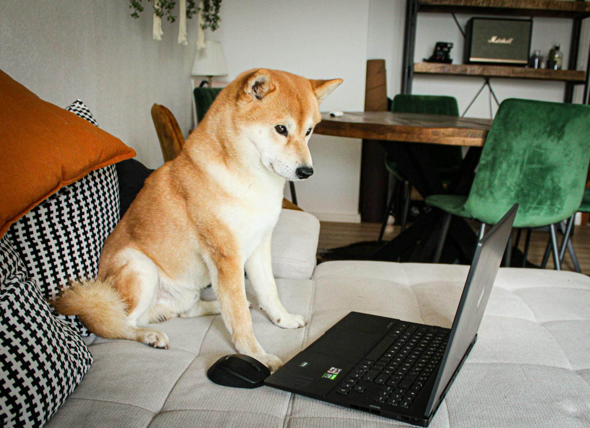 Hund sitzt auf Sofa und schaut auf Laptop – vecademy beitrage