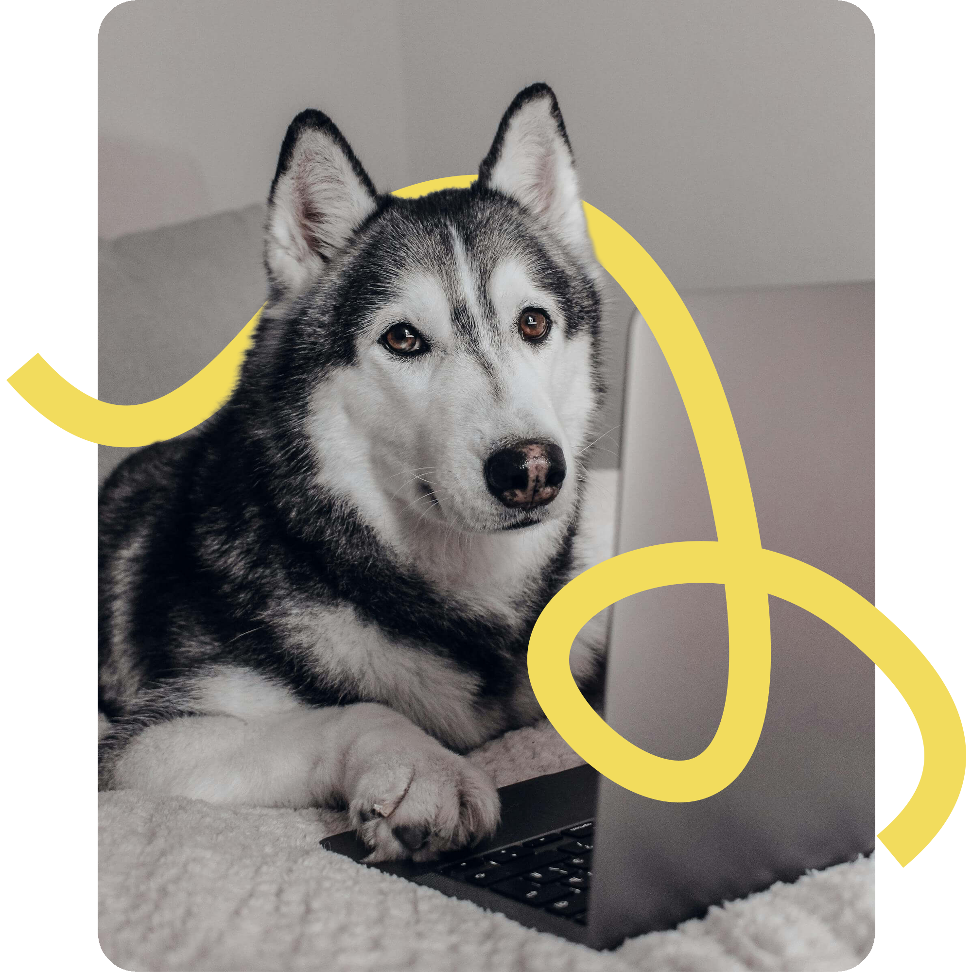 Hund liegt vor Laptop auf der Startseite von Vecademy