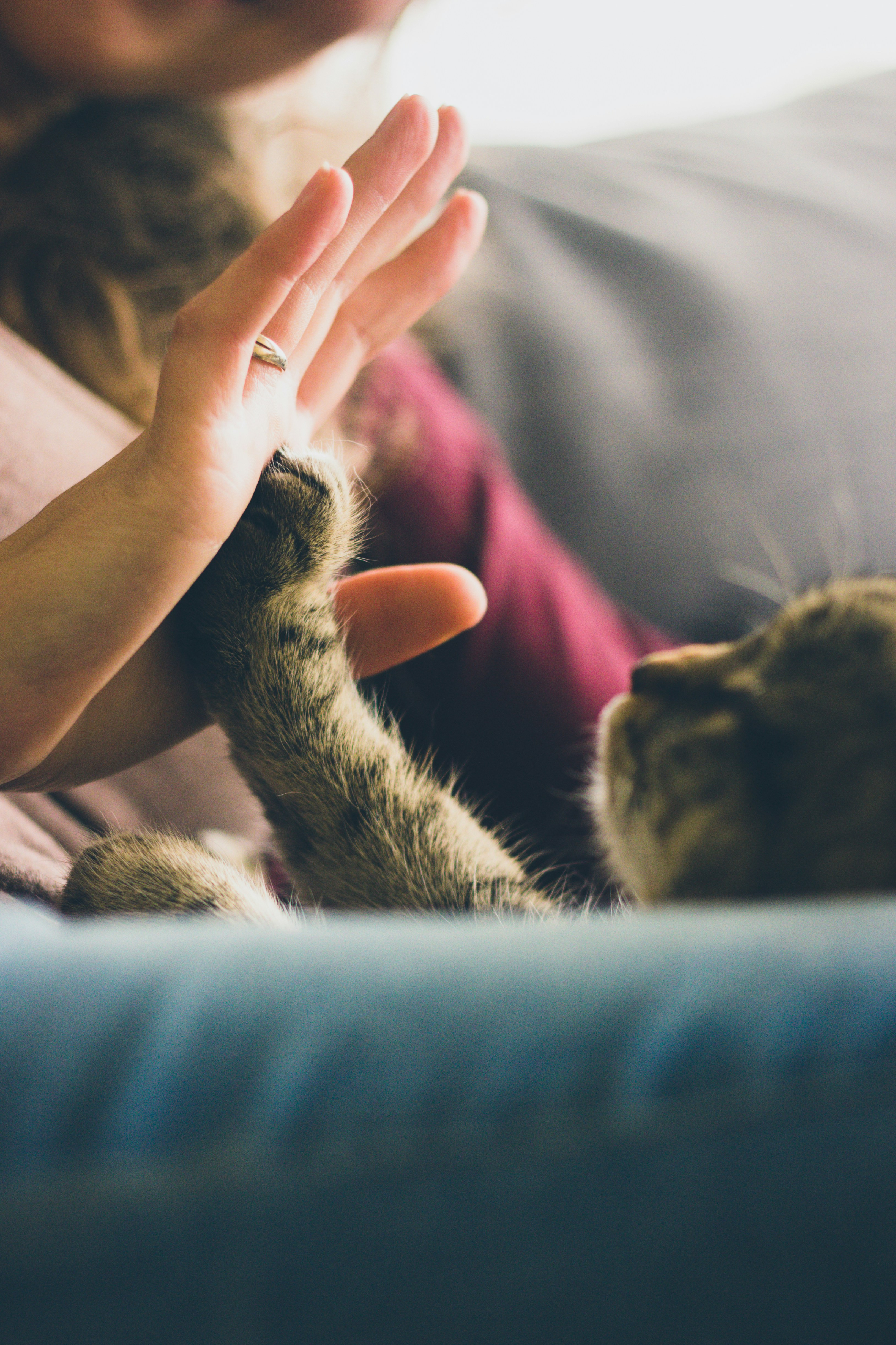Tierarzt gibt einer Katze die Pfote – liebevolle Geste zwischen Tierarzt und Haustier