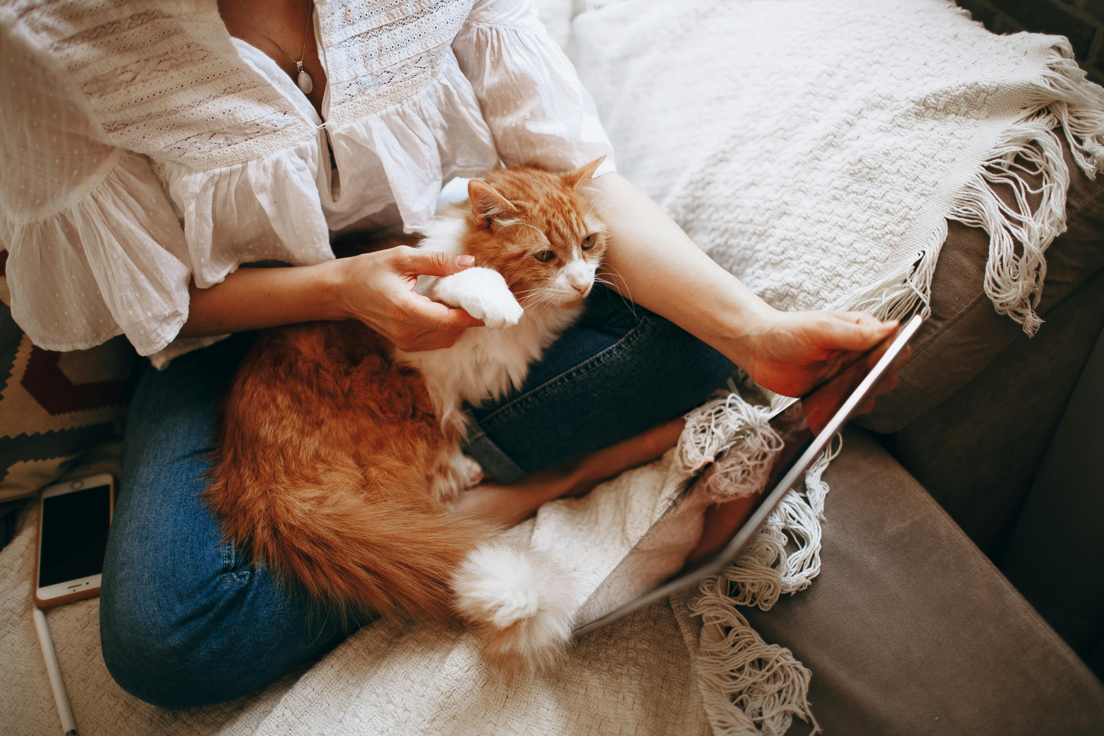 Person mit Smartphone und Katze auf dem Schoß auf dem Sofa