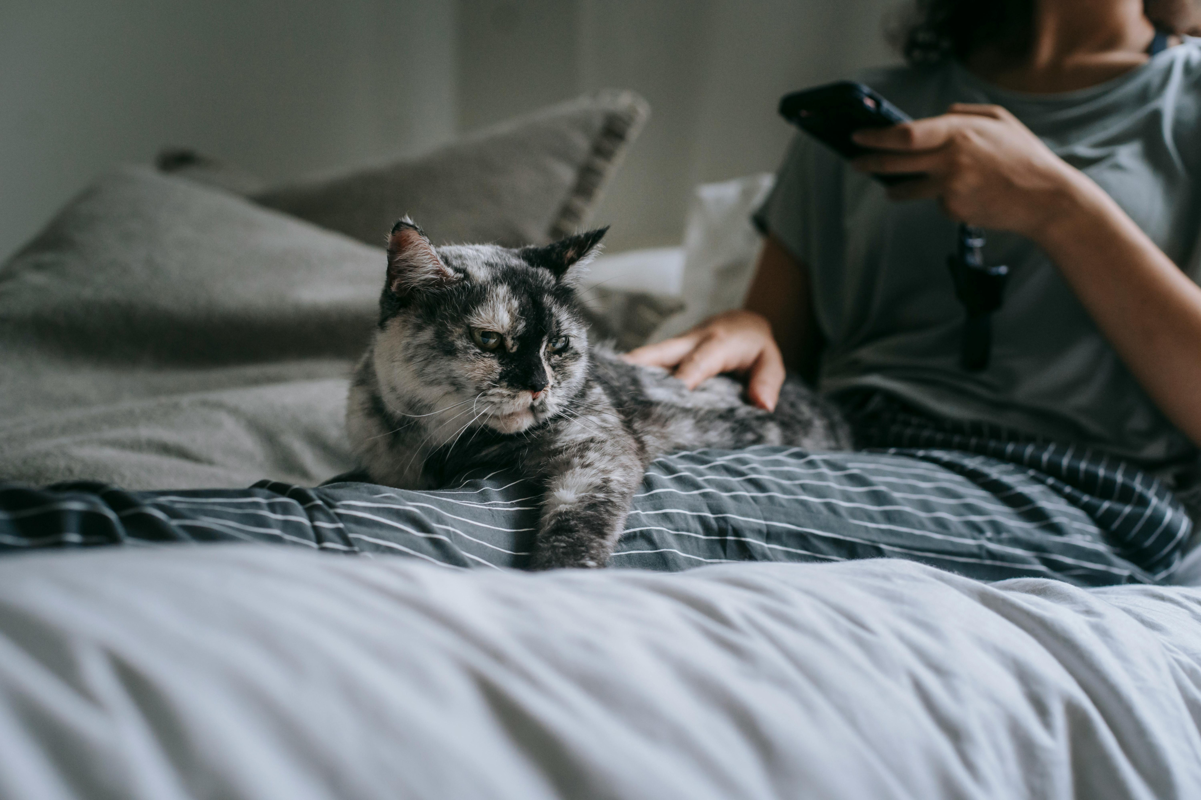 Person mit Haustier und Smartphone auf dem Bett