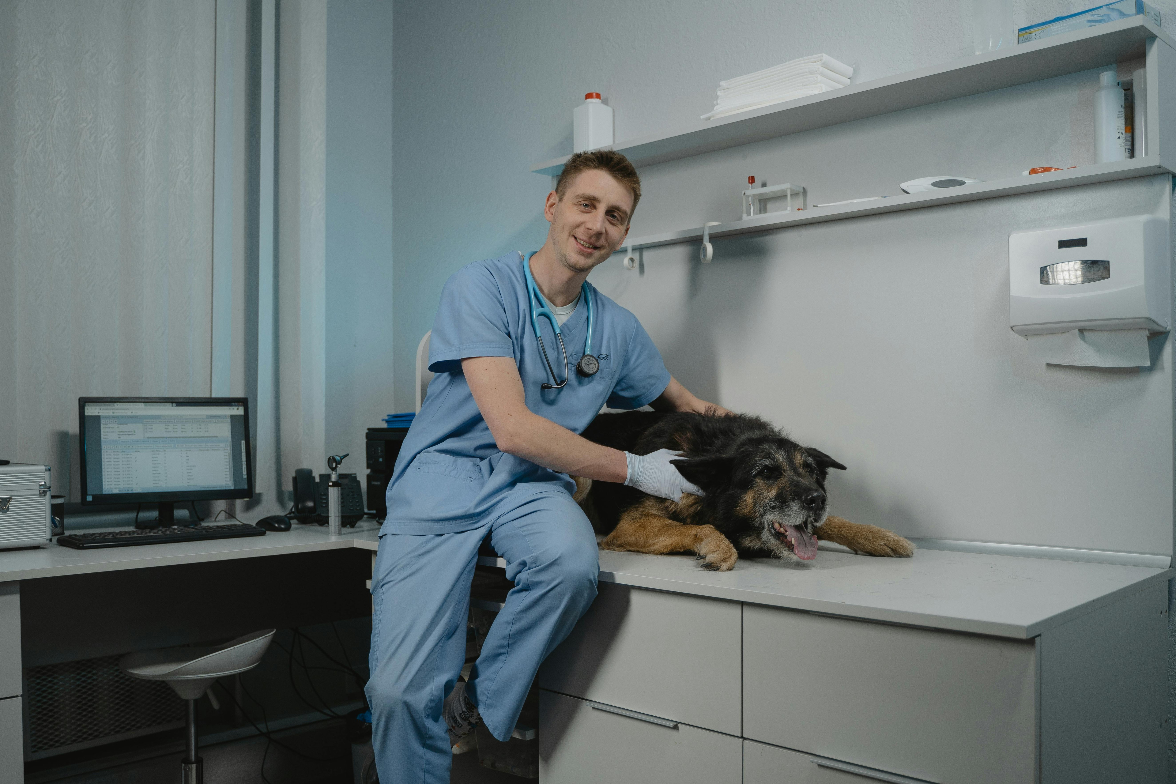 Tierarzt untersucht Hund in moderner Tierarztpraxis
