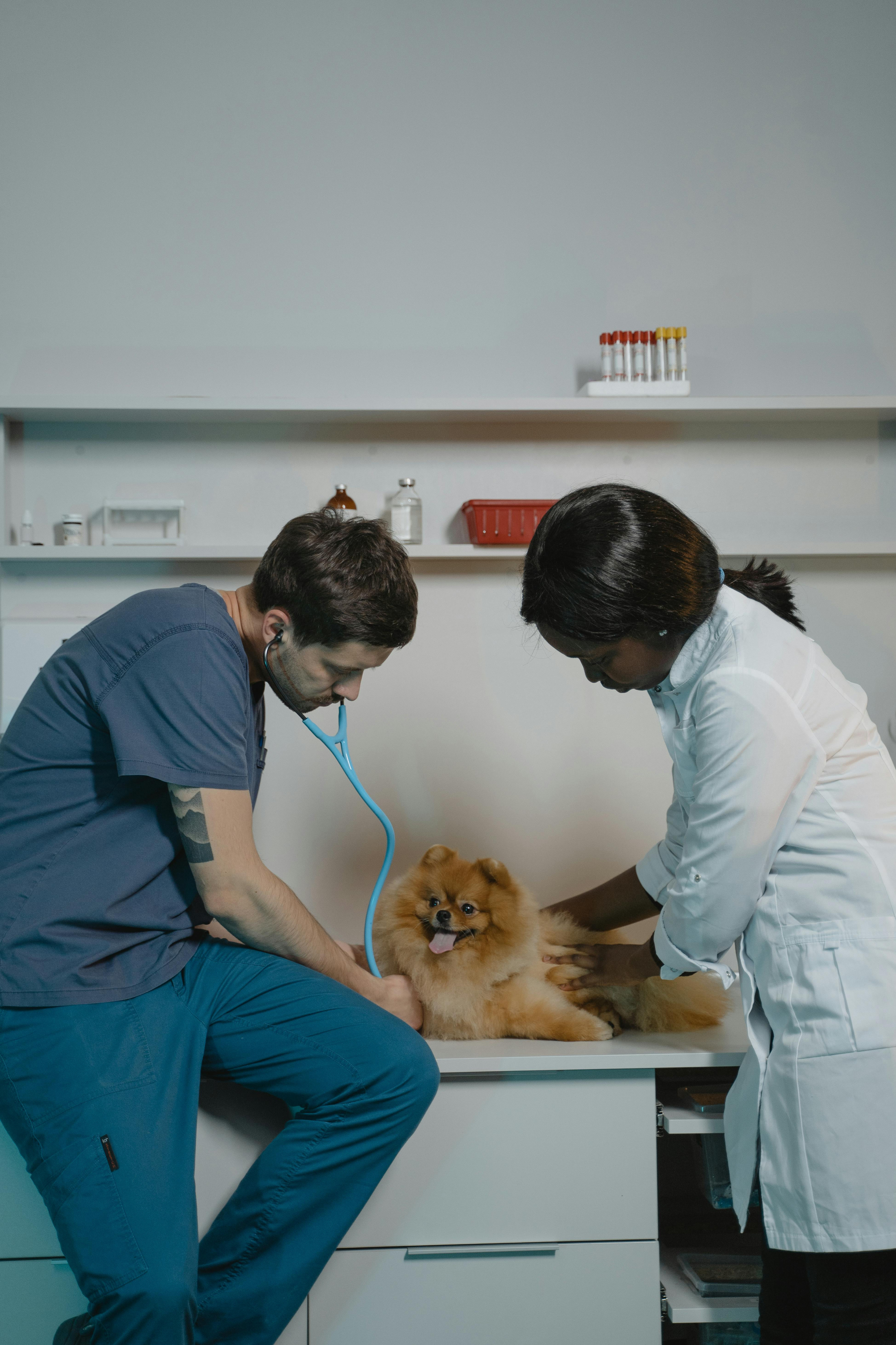 Tierarzt untersucht Hund in der Praxis