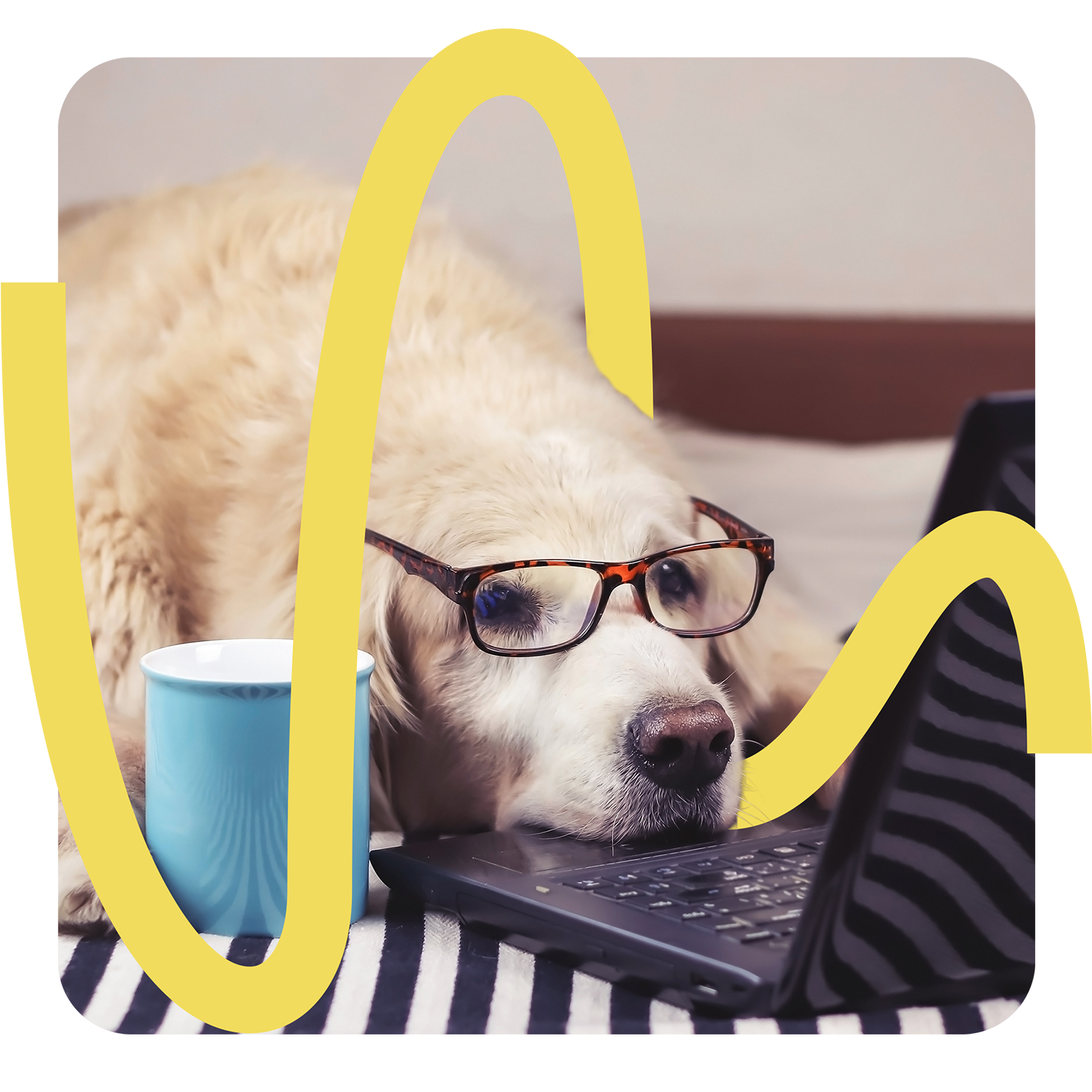 vecademy Recht und Datenschutz Header mit Hund am Laptop und Kaffeetasse