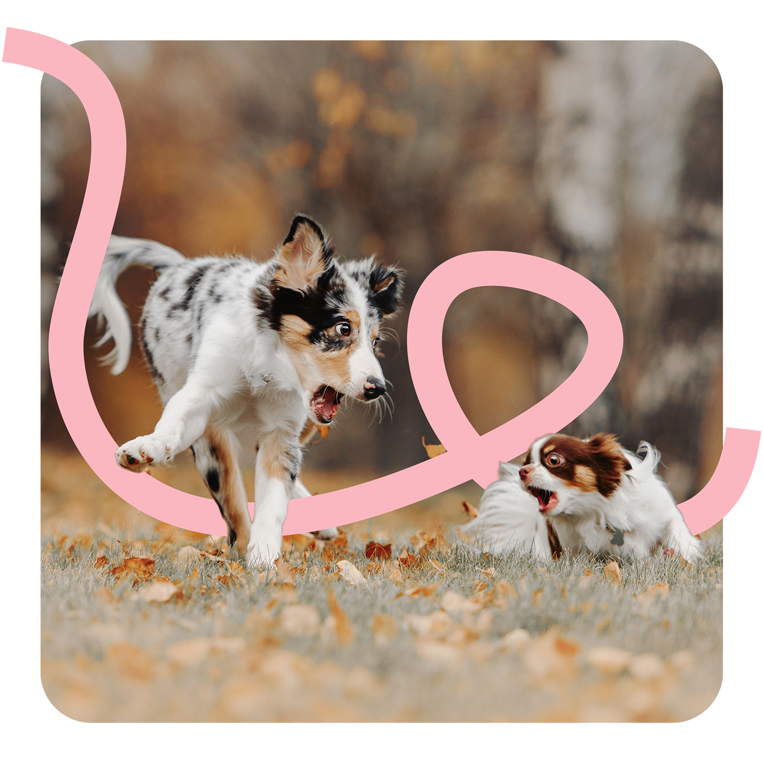 vecademy Kommunikation und Marketing Header mit spielenden Hunden im Herbst