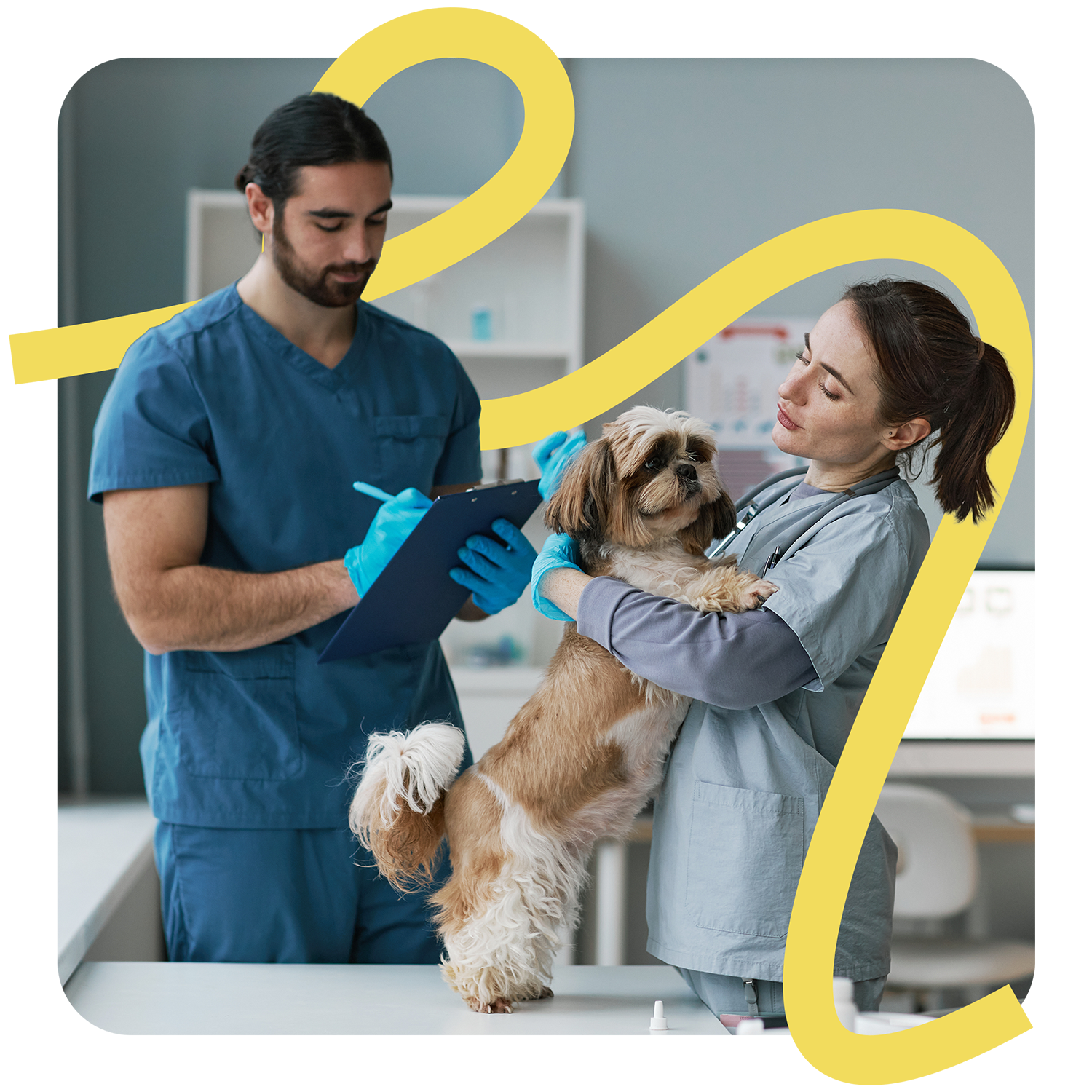 Tierärzte in einer Klinik untersuchen einen Hund – Vecademy Klinik Fachwissen Headerbild
