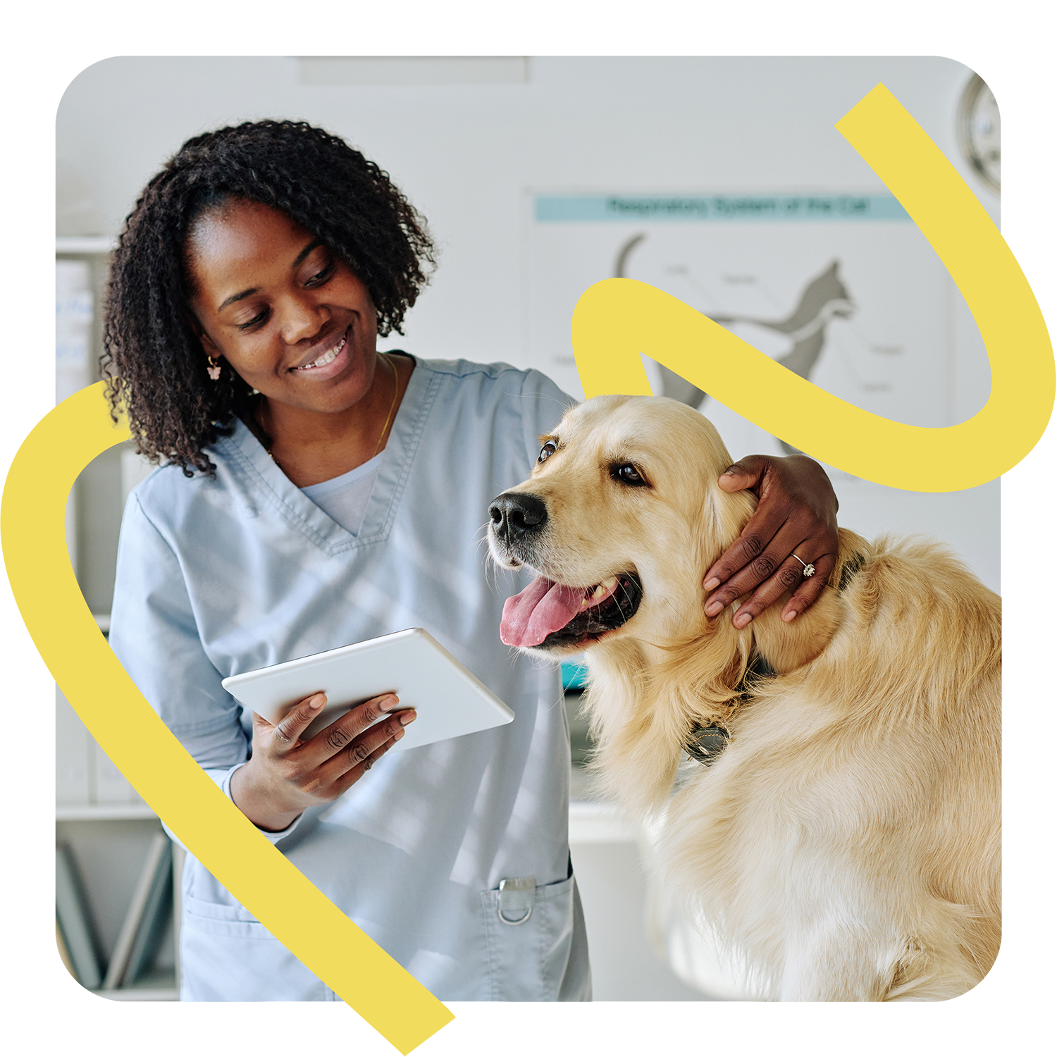 Tierärztin mit Tablet untersucht Hund in moderner Tierarztpraxis – Vecademy Grundlagen Mindset Header