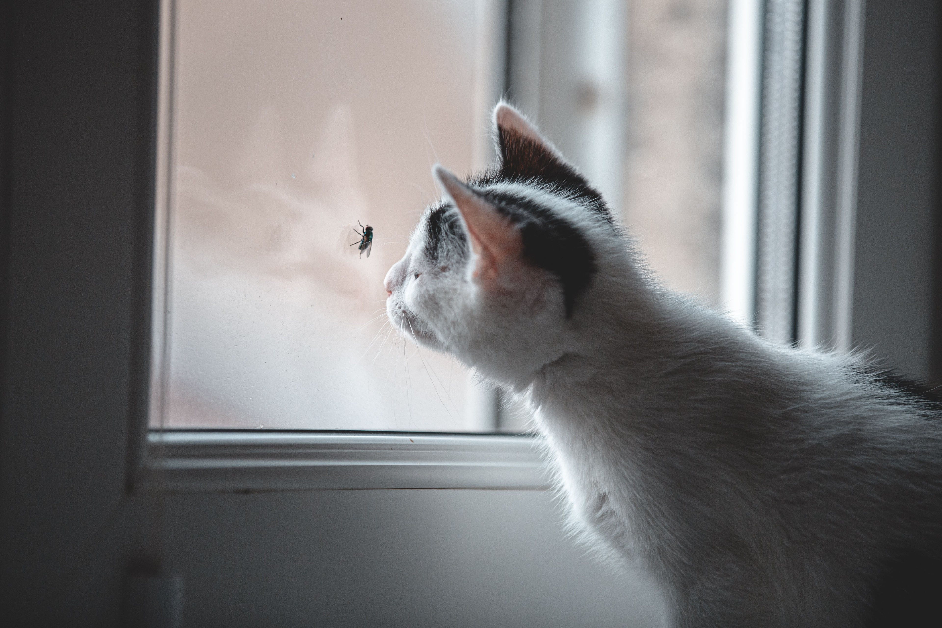 Katze beobachtet ein Insekt am Fenster