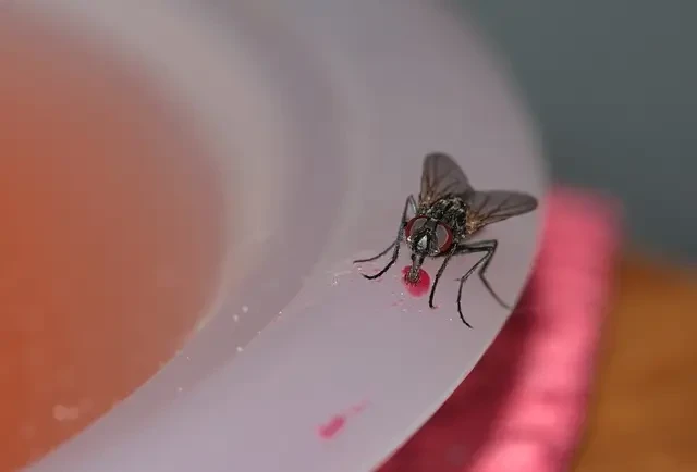 Nahaufnahme einer Fliege, die rosa Flüssigkeit vom Rand einer Schale trinkt