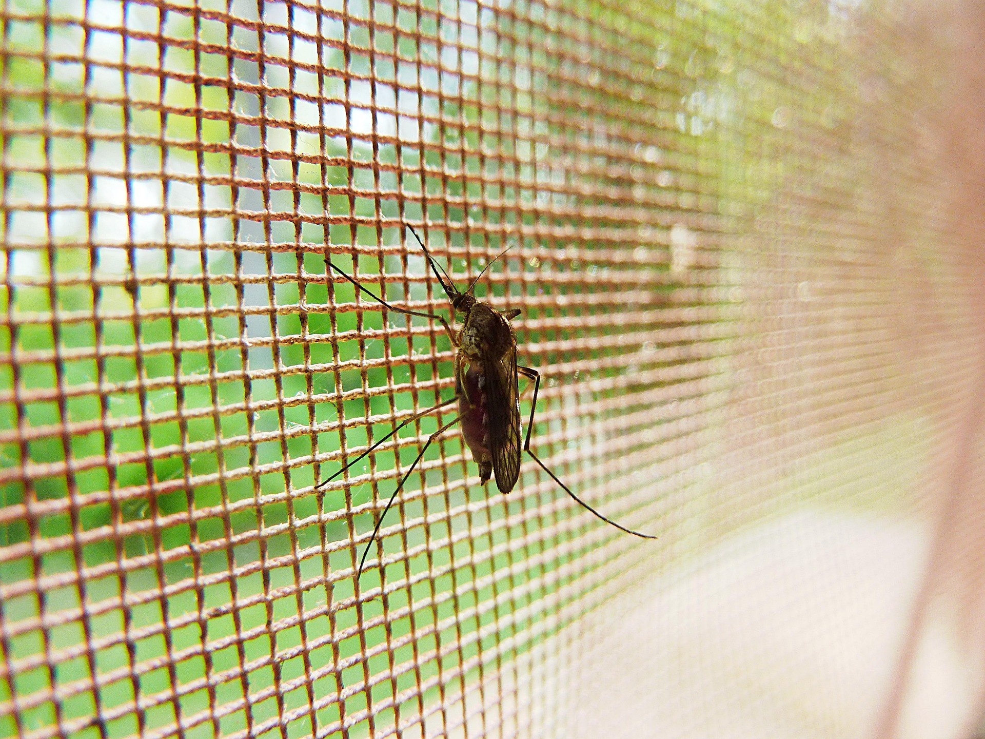 Nahaufnahme einer Mücke auf einem Fliegengitter mit unscharfem Gartenhintergrund
