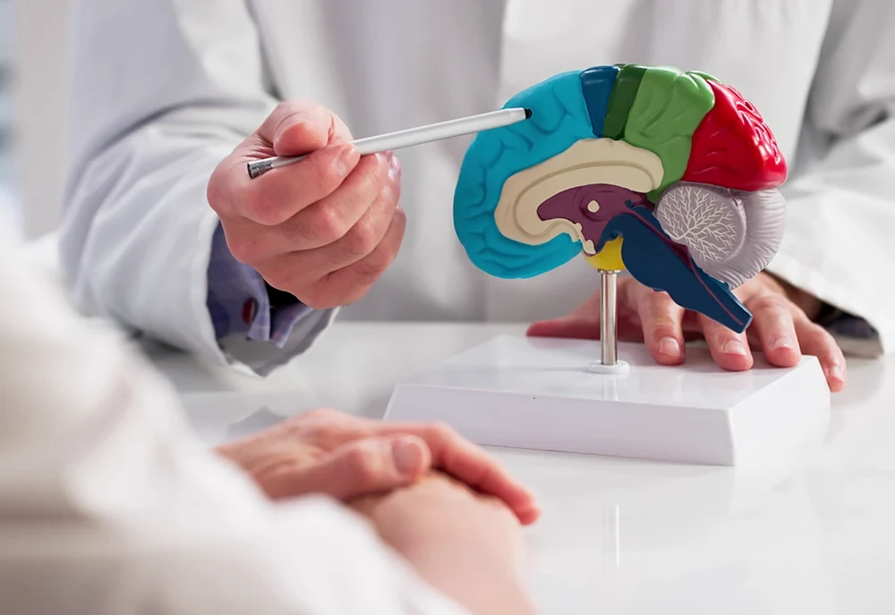 Arzt erklärt mithilfe eines Gehirnmodells die Diagnostik