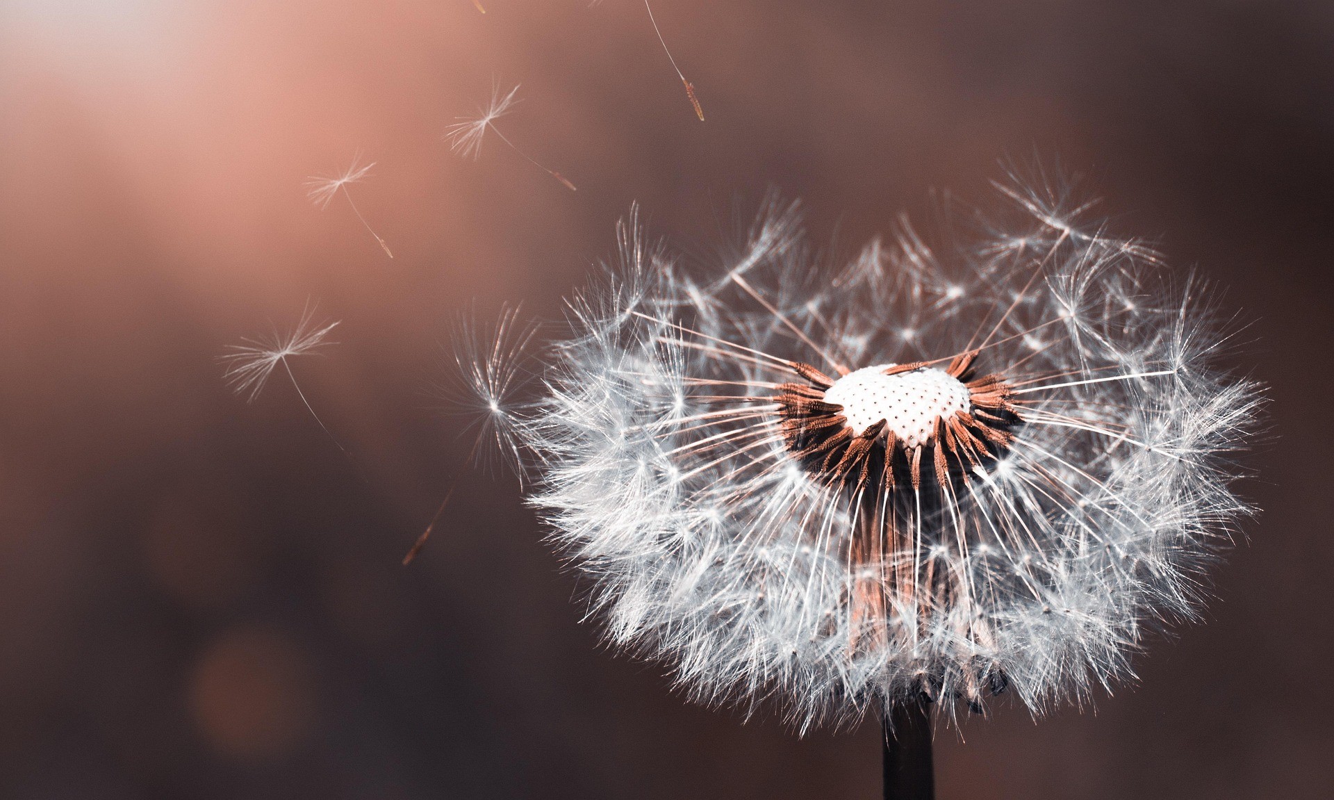 Nahaufnahme einer Löwenzahn-Pusteblume mit fallenden Samen bei Sonnenuntergang