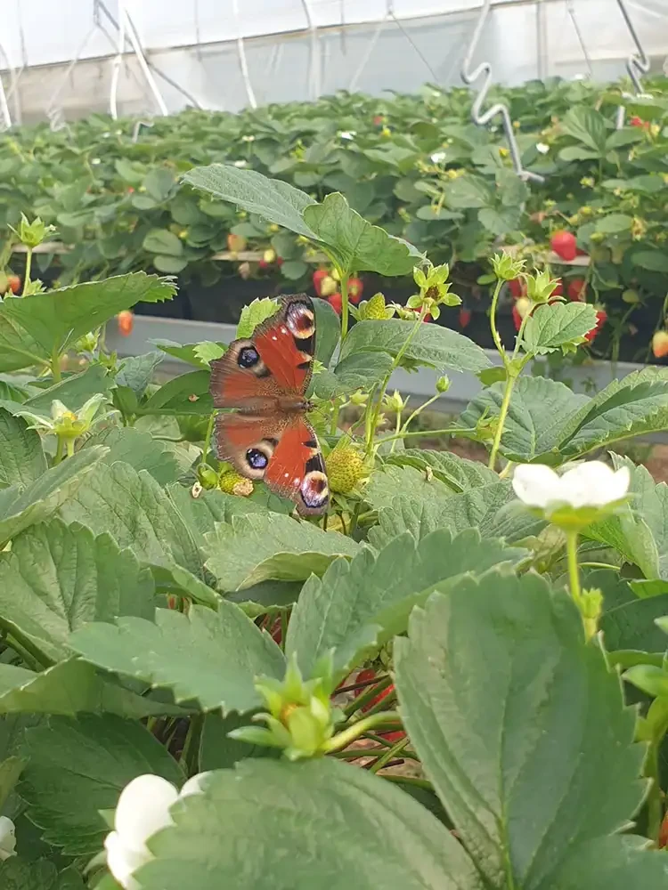 Tagpfauenauge Schmetterling auf Erdbeerpflanzen in der Obstplantage Hahne
