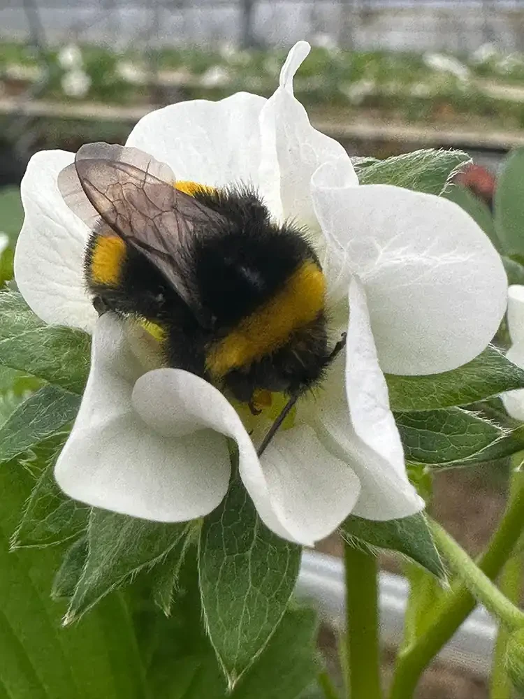 Hummel bestäubt weiße Blüte auf der Obstplantage Hahne