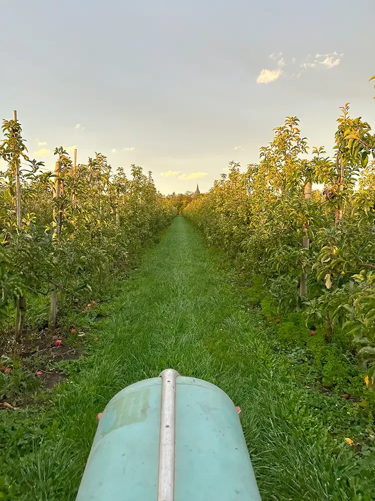 Blick in die Obstplantage Hahne mit Apfelbäumen und Traktor im Vordergrund