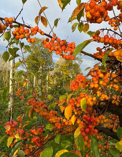 Obstplantage Hahne mit reifen Früchten an den Bäumen im Herbst