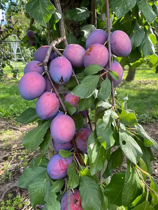 Reife Pflaumen an einem Baum in der Obstplantage Hahne