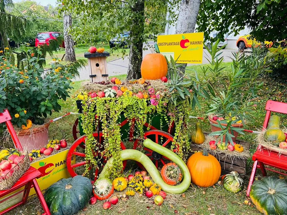 Bunte Erntedekoration mit Kürbissen, Äpfeln und herbstlichen Pflanzen bei der Obstplantage Hahne