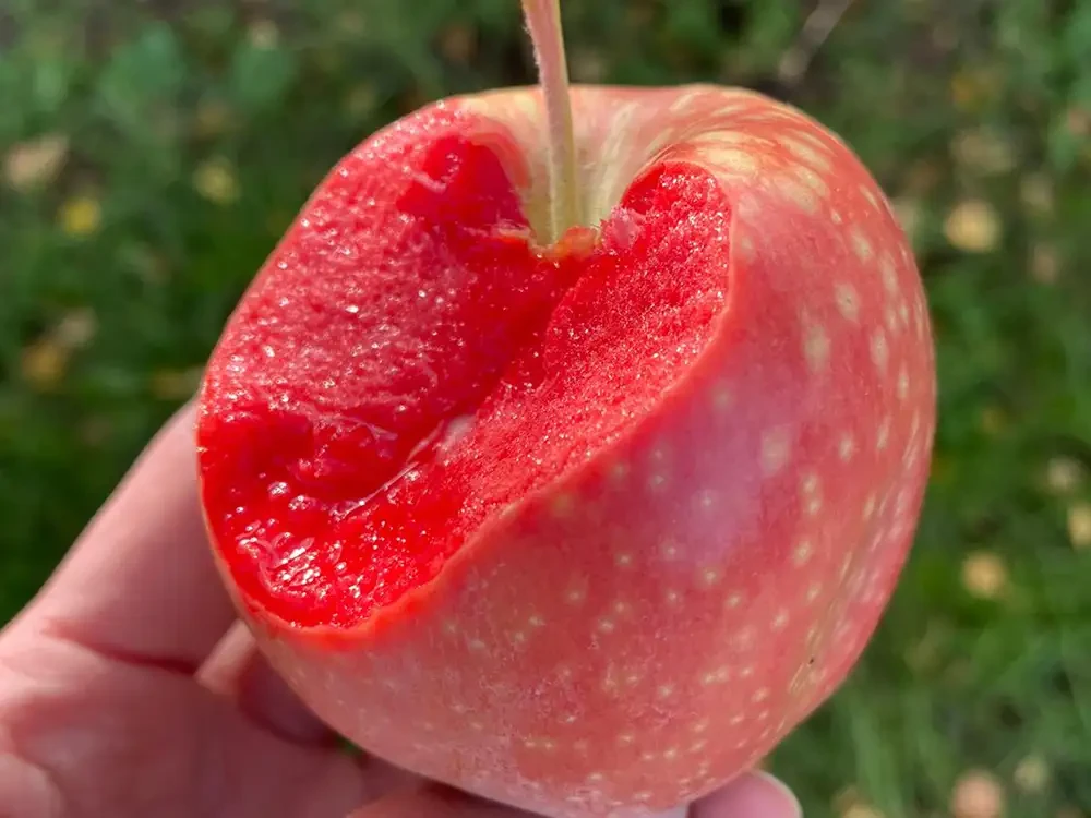 Roter Apfel mit ungewöhnlich rotem Fruchtfleisch als Saisonhighlight