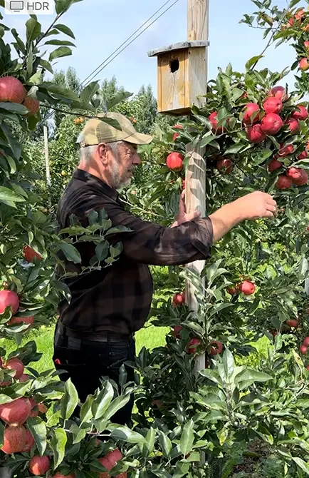 Mitarbeiter auf der Obstplantage Hahne bei der Apfelernte zwischen Apfelbäumen