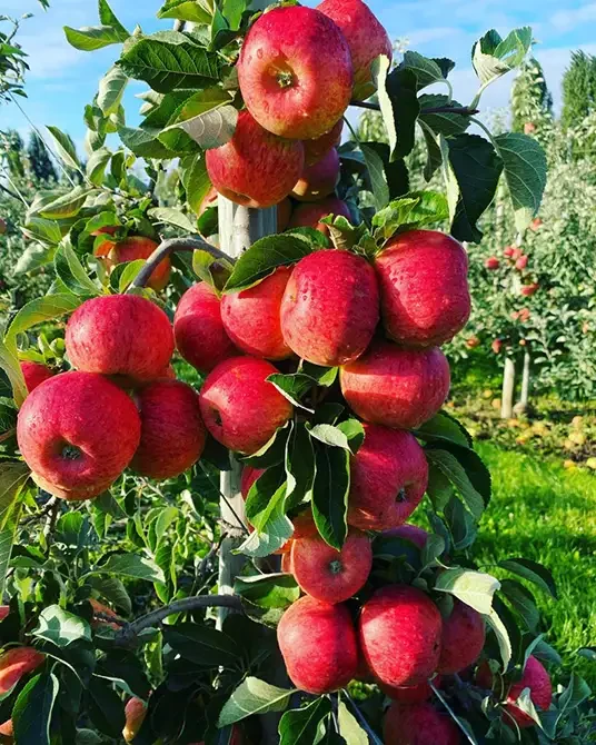 Reife rote Äpfel an einem Baum auf der Obstplantage Hahne