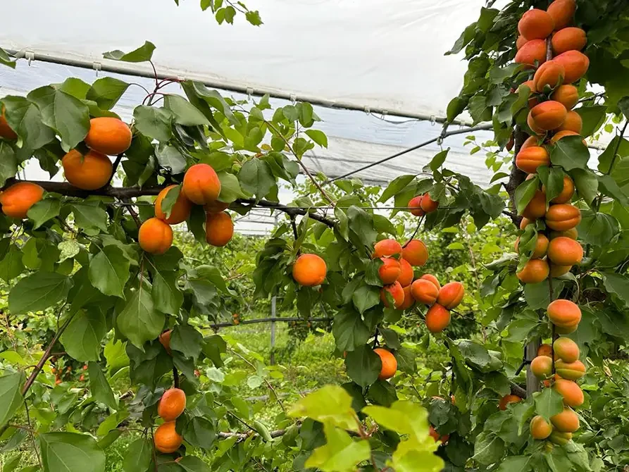 Aprikosenbäume auf der Obstplantage Hahne mit reifen Früchten unter Schutzdach