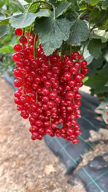 Rote Johannisbeeren auf der Obstplantage Hahne, Nahaufnahme frischer Beeren am Strauch