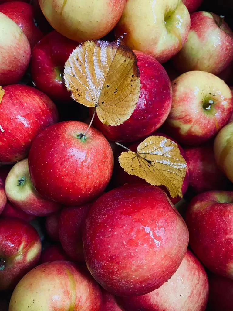 Frische rote Äpfel von der Obstplantage Hahne mit Herbstblättern
