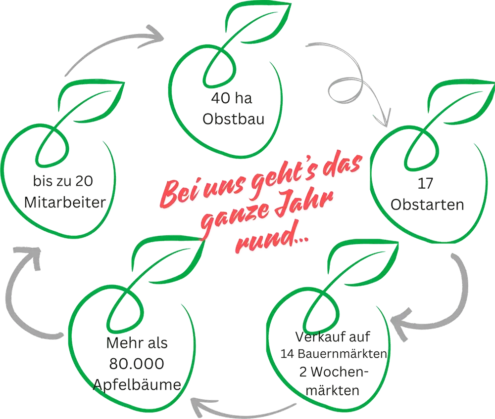 Infografik Obstbau: Bei uns geht's das ganze Jahr rund mit 40 ha Obstbau, 17 Obstsorten, mehr als 80.000 Apfelbäumen, bis zu 20 Mitarbeitern und Verkauf auf 14 Bauernmärkten und 2 Wochenmärkten.