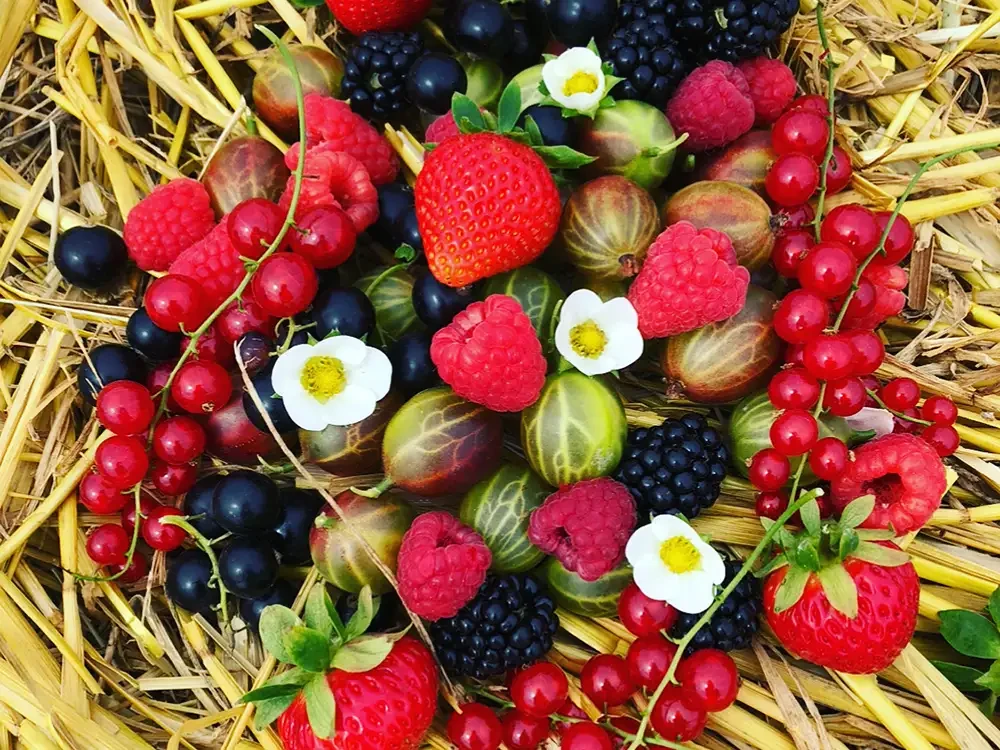 Frische Erdbeeren, Himbeeren, Johannisbeeren, Stachelbeeren und Brombeeren auf Stroh Verschiedenes Beerenobst wie Erdbeeren, Himbeeren, Johannisbeeren, Stachelbeeren und Brombeeren auf Stroh