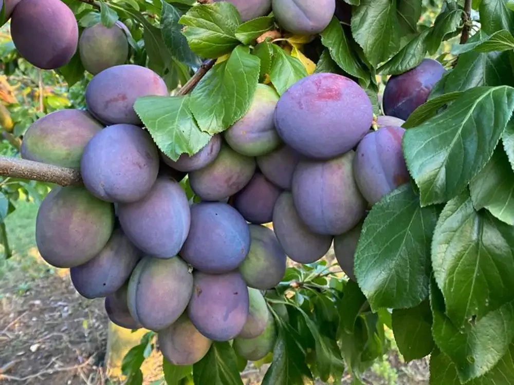 Frische Pflaumen am Baum im Sommer Reife Steinobst-Früchte an einem Baum