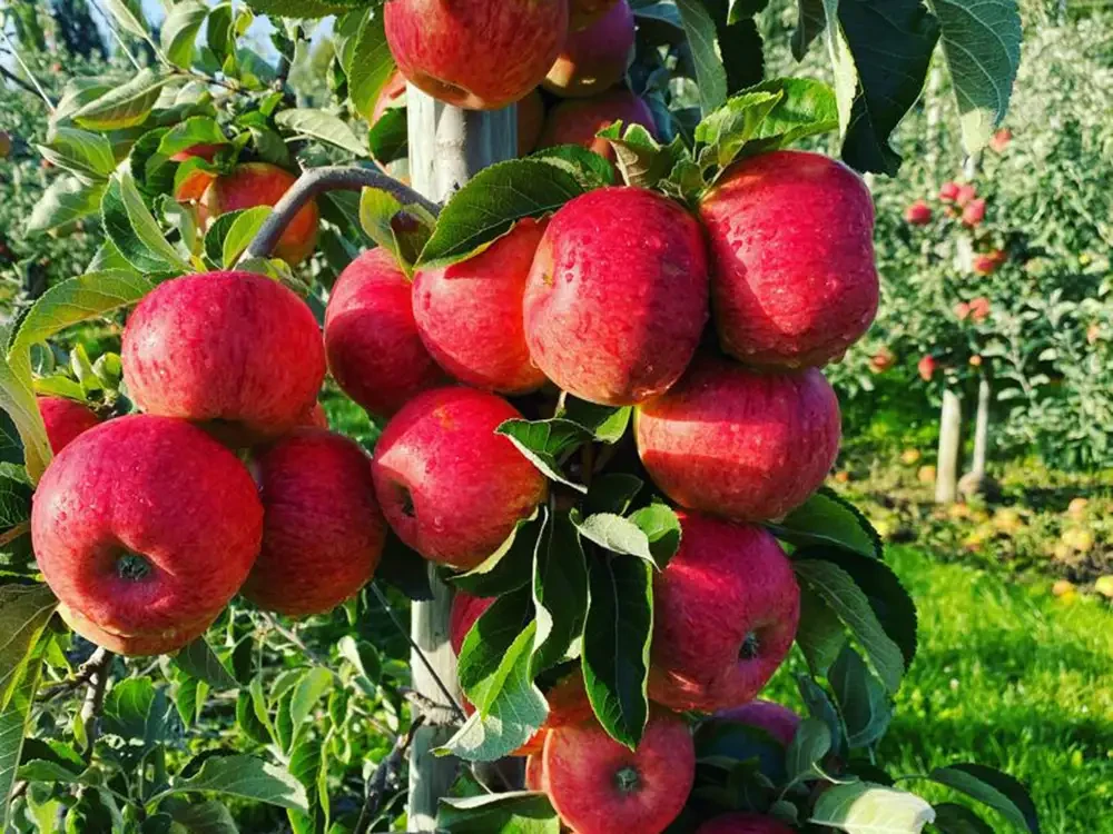 Frische rote Äpfel am Baum – Kernobst in Nahaufnahme Reife rote Äpfel am Baum