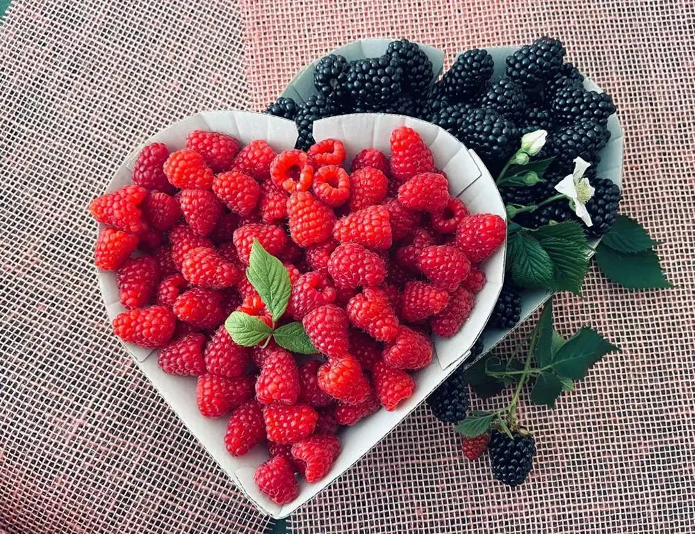 Frische Himbeeren und Brombeeren aus der Obstplantage Hahne in herzförmigen Schalen